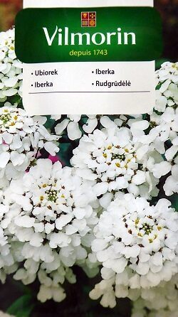 Ibēre rūgtā balta 2 g Vilmorin A.P.