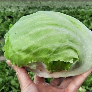 Salāti ledus ICE METAL 200 gran SYNGENTA