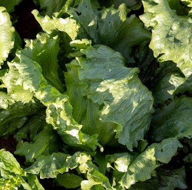 Salāti ledus ICE METAL 60 gran SYNGENTA