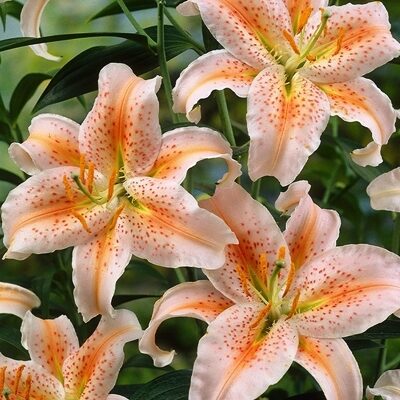 Lilija OR SALMON STAR 1 gab Junior