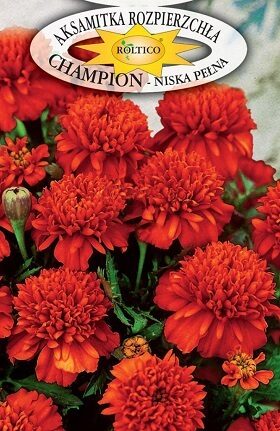 Samtenes zemās pildītās sarkanas Champion 0.3 g Roltico