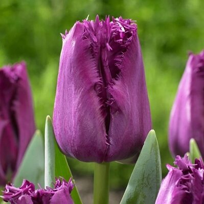 Tulpe bārkstainā SAN CLEMENTE 5 gab BENEX
