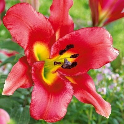 Lilija OT SATISFACTION 2 gab iepakojumā  Benex