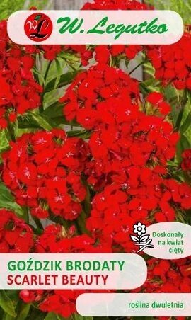 Studentu neļķes Scarlet beauty 0.5 g W.Legutko A.P.