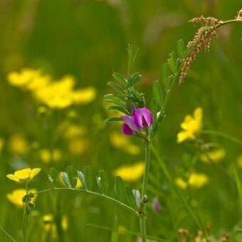 Vīķi Hanka 0,5 kg Plantator agro