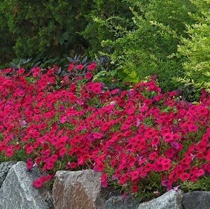 Petūnija Tidal Wave® Cherry  F1 5 gab Muller Seed Jaunums!