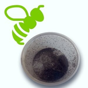 Trihogramma — augu aizsardzībai Bioefekts