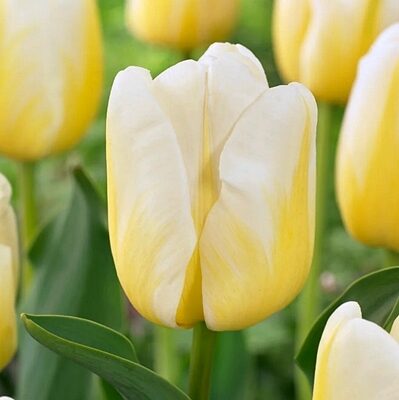 Tulpe triumfa vēlīnā Angels Flame 5 gab BENEX