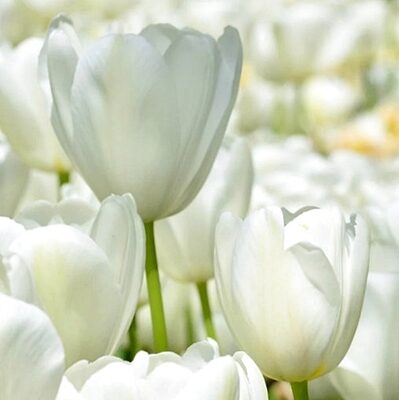  Tulpe triumfa vēlīnā Angels Wish 10 gab BENEX