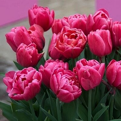 Tulpe pildītā DOUBLE YOU  5 gab BENEX