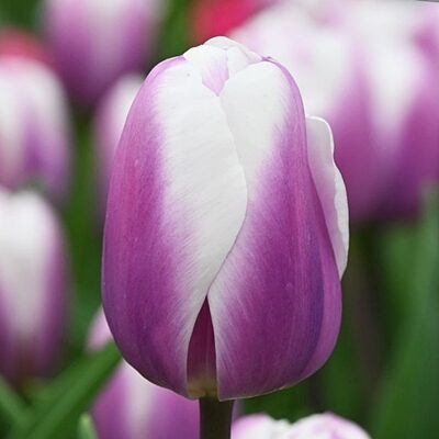 Tulpe triumfa LIBRIJE 5 gab BENEX