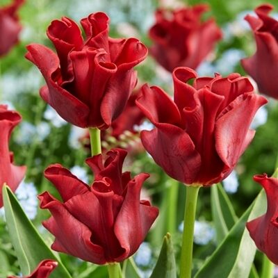 Tulpe triumfa RED DRESS 4 gab iepakojumā   JUNIOR