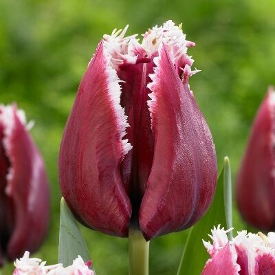 Tulpe bārkstainā SAN PABLO 5 gab BENEX