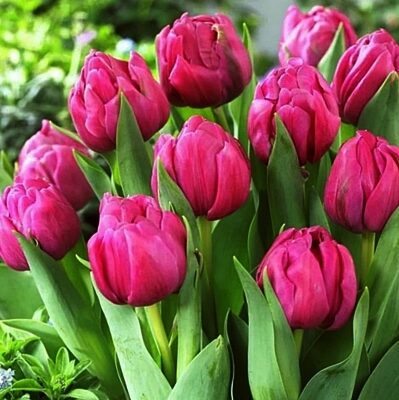 Tulpe pildītā DOUBLE YOU  10 gab BENEX