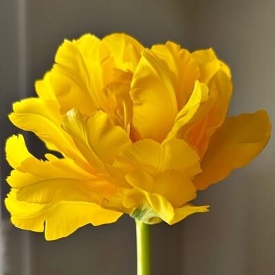 Tulpes pildītās Marie Yo 10 gab BENEX