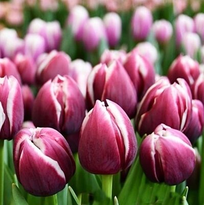 Tulpes pildītās Ocean Drive 5 gab BENEX