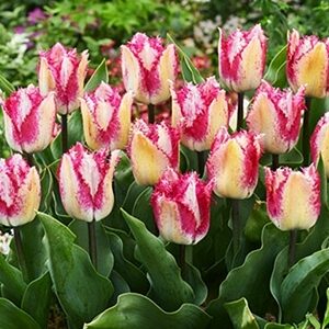 Tulpe bārkstainā YASMINE 5 gab iepakojumā   JUNIOR