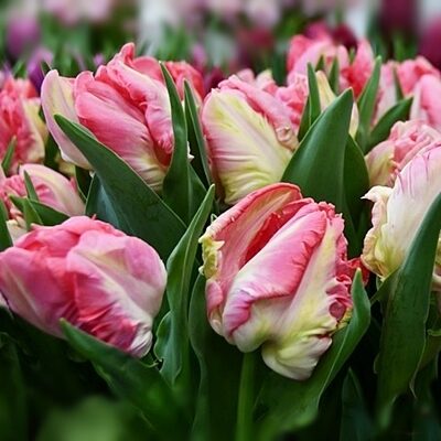 Tulpe papagaiļziedu Zambesi 5 gab BENEX