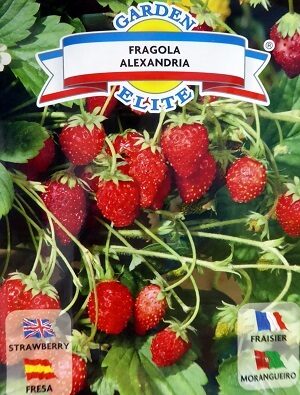 Zemenes (Mēnešzemenes) ALEXANDRIA 0.18 g Galassi Sementi