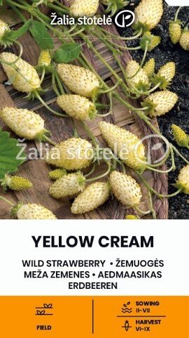 Zemenes Yellow Cream 0.1 g ŽALIA STOTELĖ