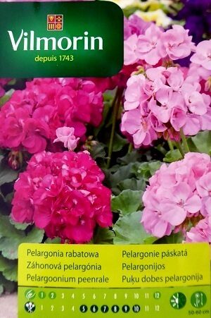Zonālā pelargonija sārta 10 gab Vilmorin