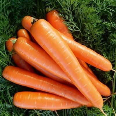 Burkāni ROMANCE F1  apm. 3000 gab 1,80-2,00mm Nunhems