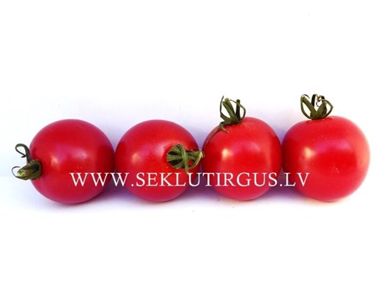 Tomāti RHIANNA F1 9 gab Sakata