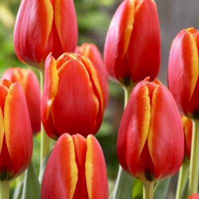 Tulpe Darvina hibrīds World Favourite 5 gab 