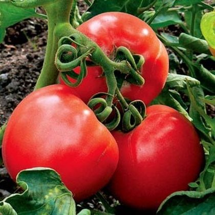 Tomāti BROOKLYN F1 50 gab Syngenta