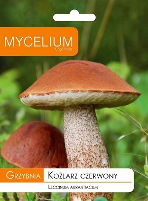Parastās apšubekas (apšu kundziņš) micēlijs 10 g Mycelium