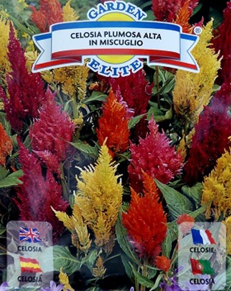 Spalvu Celozija augstā MIX  0.6 g Galassi Sementi