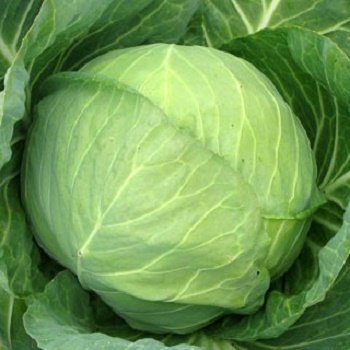 Kāposti MIRROR F1 300 gab Syngenta