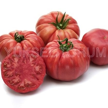 Tomāti CASSAROSA F1 30 gab Yuksel Tohum