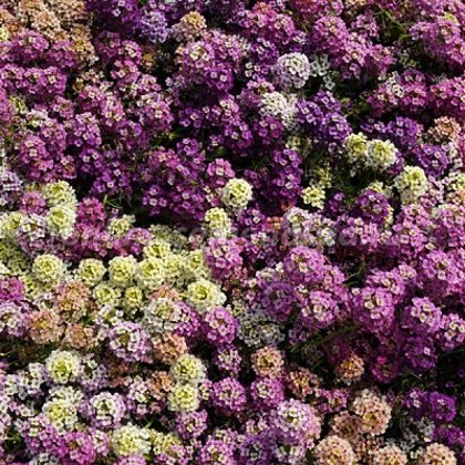 Jūrmalas lobulārija (Saldā alise) Easter Bonnet Mixture 50 gab  "PanAmericanSeed"