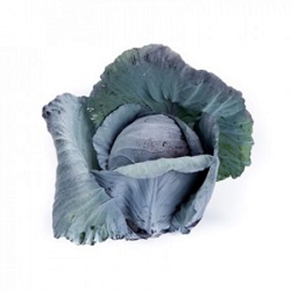 Kāposti sarkanie REDMA RZ F1 20 gab Rijk Zwaan