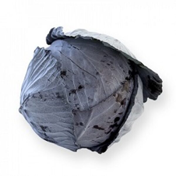 Kāposti sarkanie RODIMA RZ F1 20 gab Rijk Zwaan