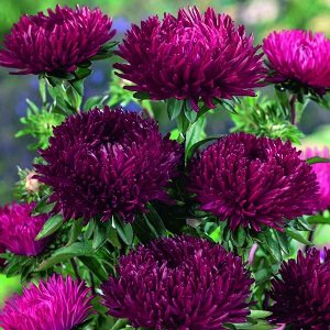 Asteres ķīnas Lady Coral Deep Red 30 gab Satimex