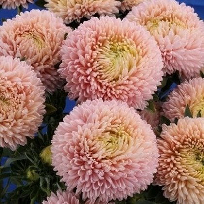 Asteres ķīnas Balloon Chamois 500 gab Satimex