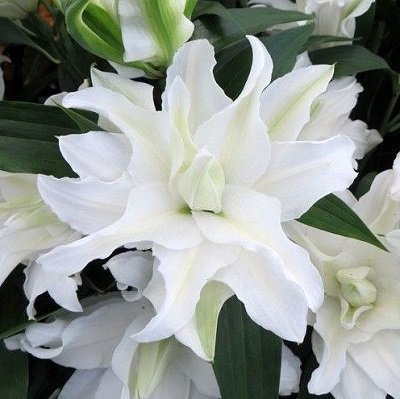 Lilija MISS LUCY 1 gab