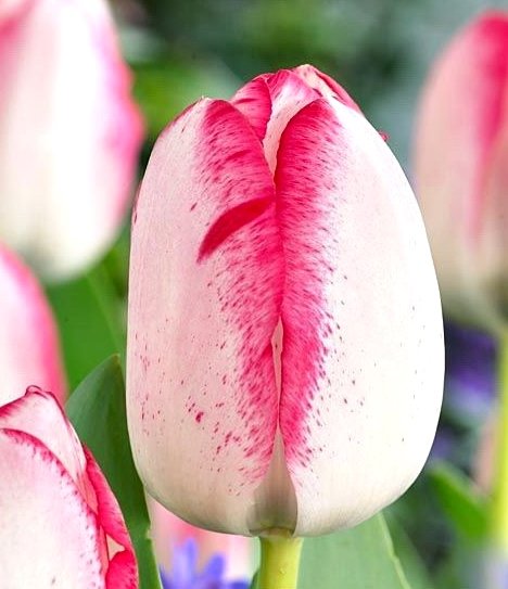 Tulpe triumfa Playgirl 1 gab