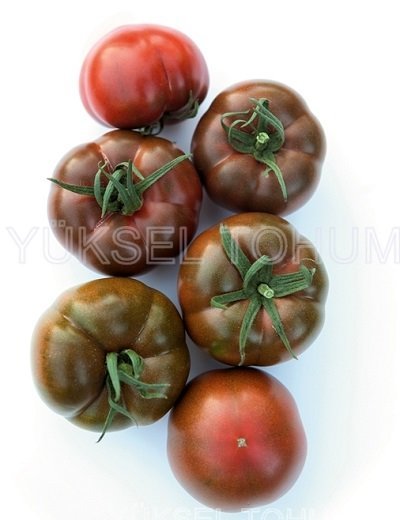 Tomāti 132-283 F1 (Big Sacher F1) 30 gab Yuksel Tohum