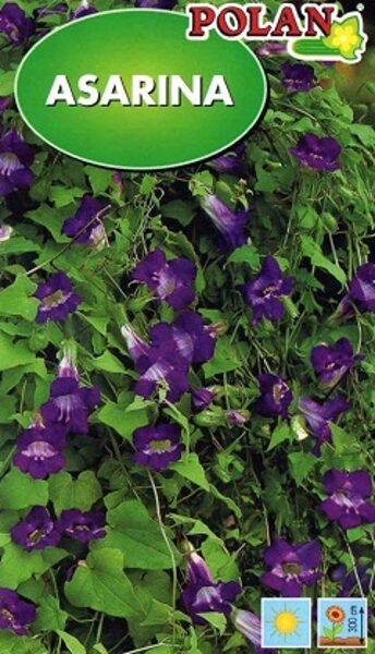 Iesārtā asariņa jeb maurandija 20 gab Polan