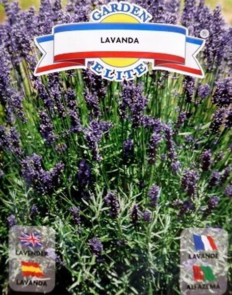 Ārstnieciskā jeb parastā lavanda 0.5 g Galassi Sementi