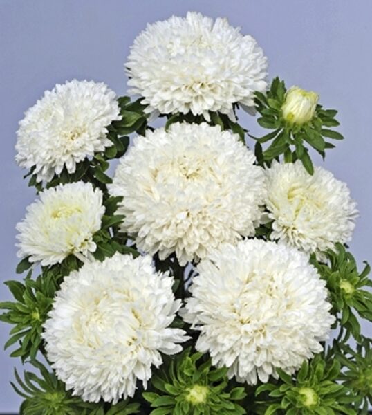 Asteres ķīnas Balloon White 30 gab Satimex