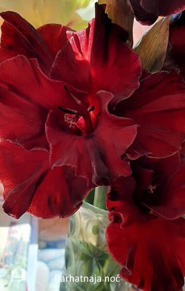  598 Barhatnaja  noč 5 gab