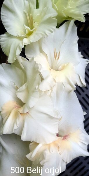  500 Belij orjol  5 gab