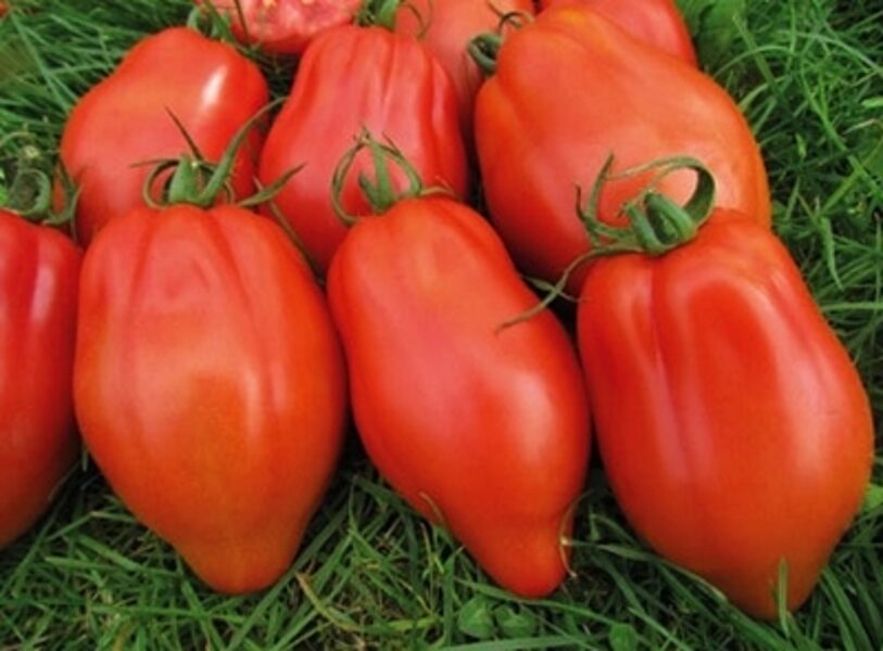 Tomāti CABOSSE  F1 15 gab Vilmorin