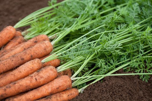 Burkāni CARVEJO F1 apm. 1000 gab Seminis