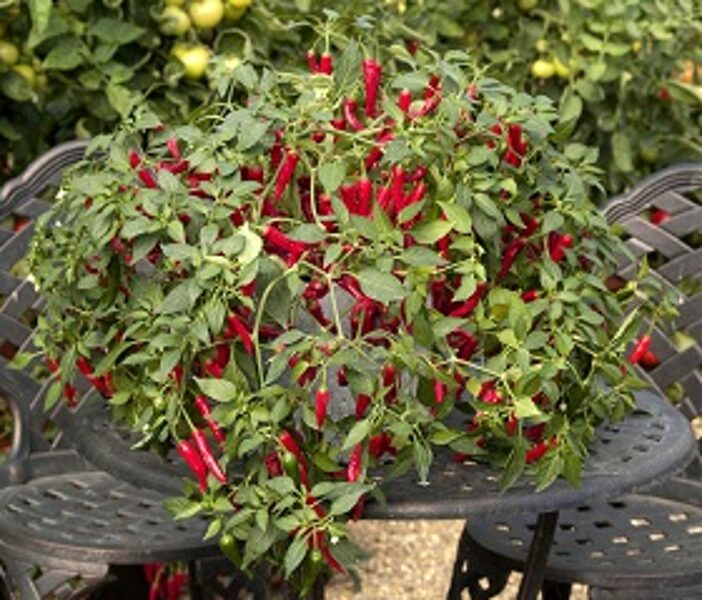 Pipari asie Cayennetta F1 20 gab Syngenta