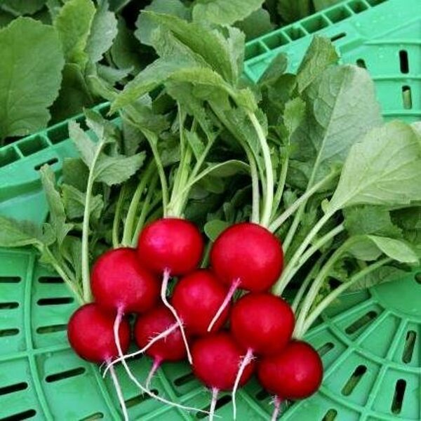 Redīsi CHARITO F1  apm. 10 000 gab Hazera